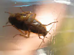 German cockroach, Blattella germanica