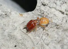 Termite soldier close-up