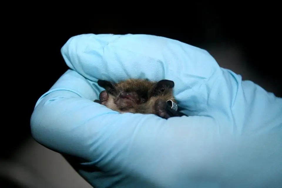 Gloved researcher gently holding a small brown bat during a survey