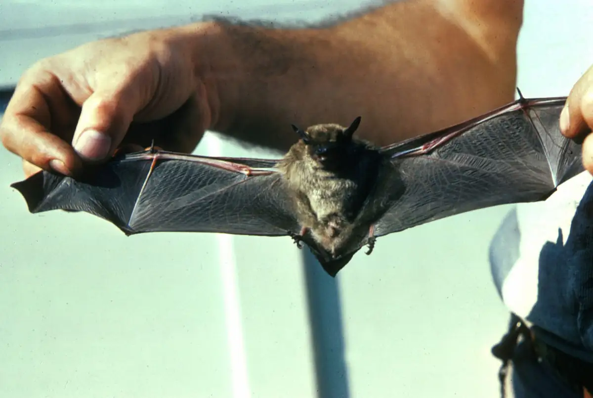 Little brown bat with wings spread held for examination