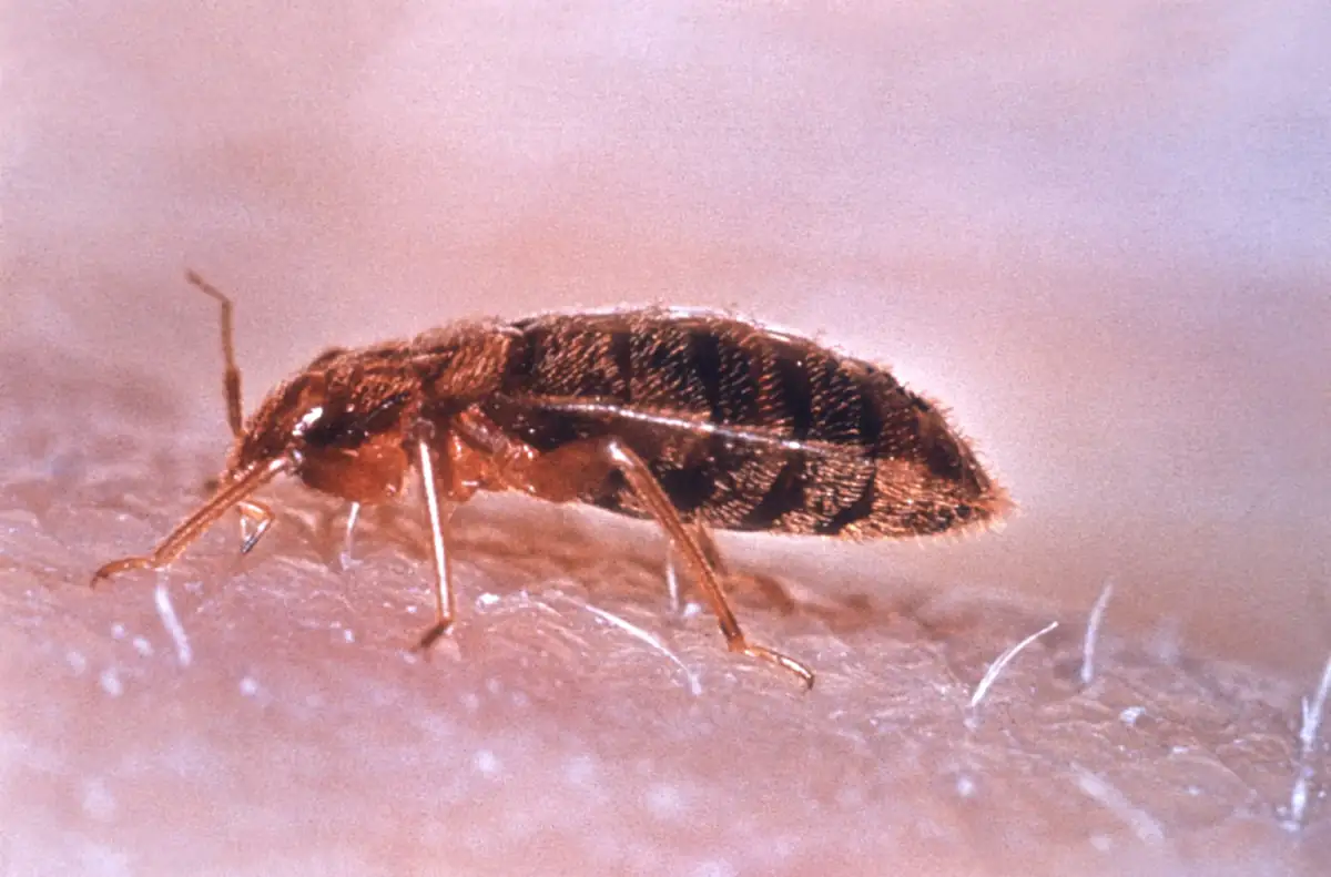 Bed bug feeding close up showing piercing mouthparts
