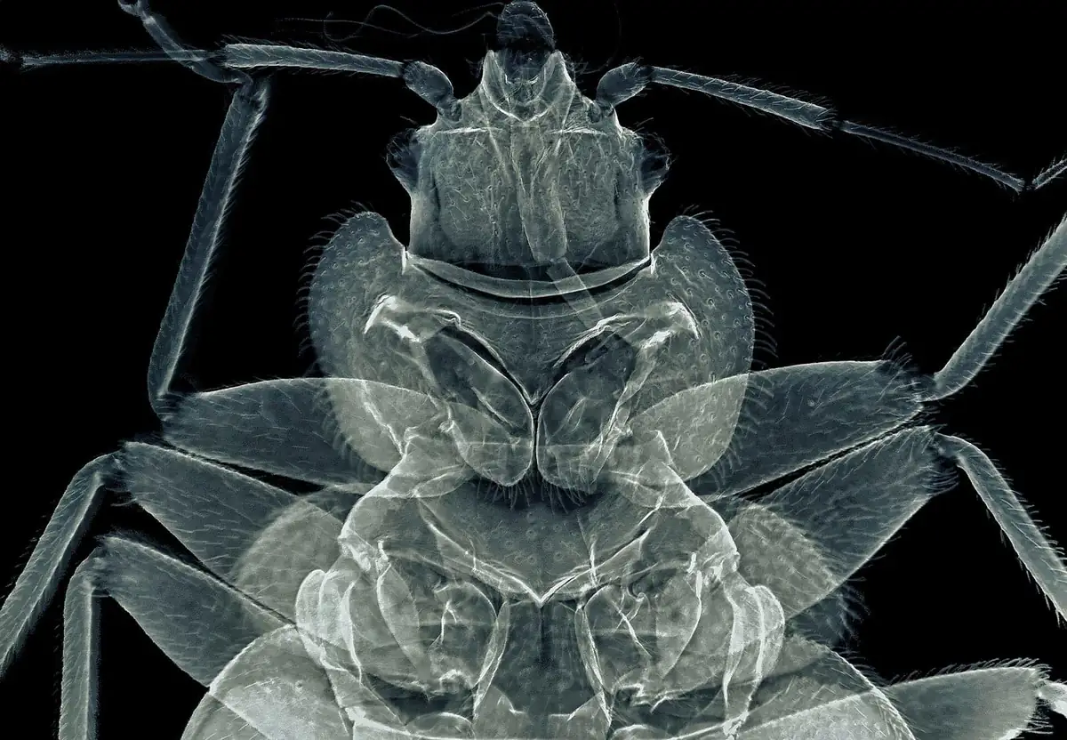 Micro-CT scan of a bed bug revealing internal anatomy in ghostly detail