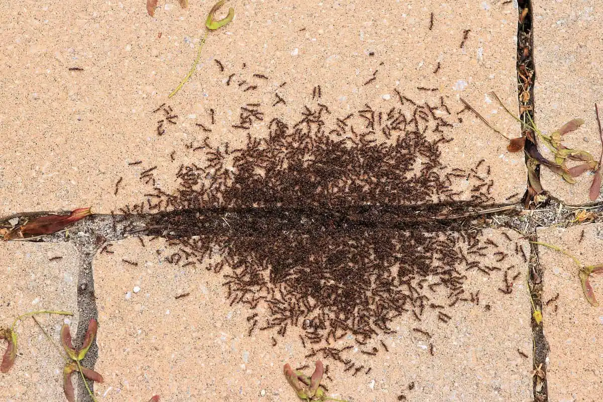 Dense pavement ant swarm massed along a patio expansion joint