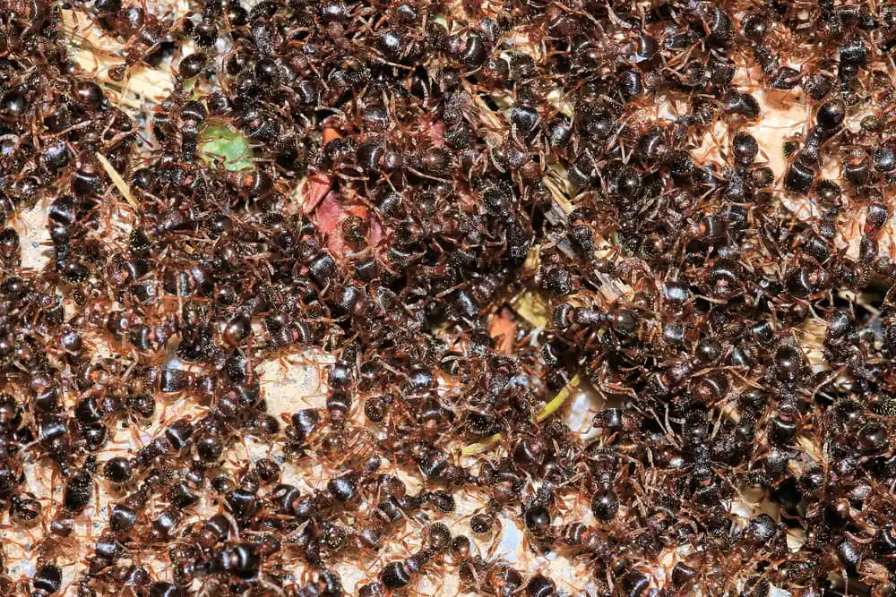 Dense swarm of pavement ants massed together outdoors