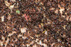 Dense swarm of pavement ants massed together outdoors