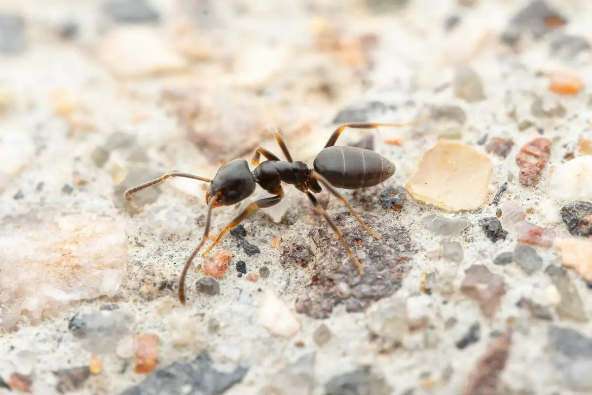 Close macro of a single dark ant worker showing waist segments
