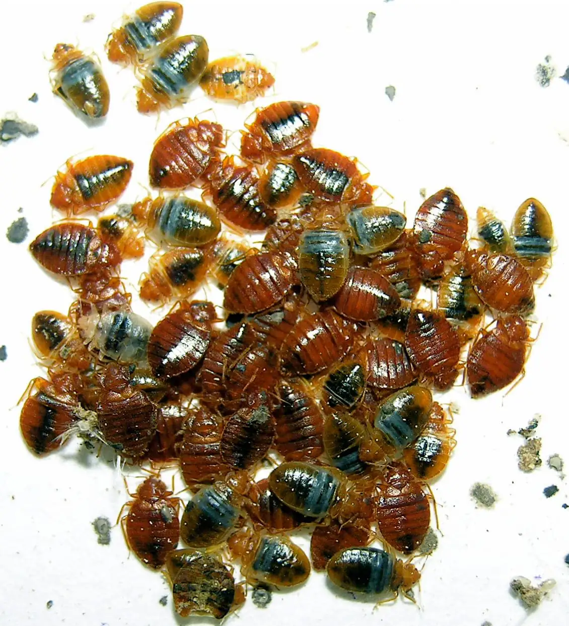 Mixed bed bug life stages clustered: adults, nymphs and pale young together