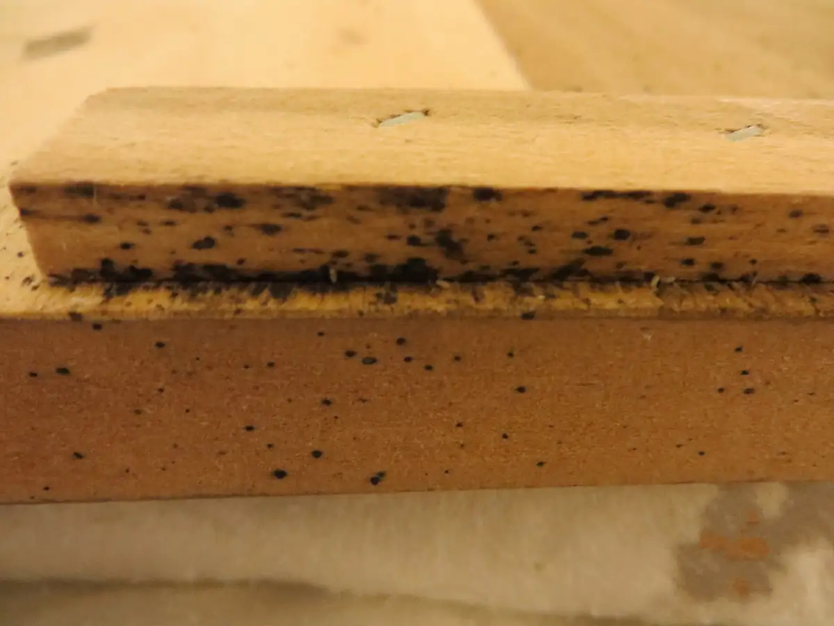 Bed bug fecal spots along a wooden frame joint