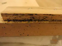 Bed bug fecal spots along a wooden frame joint