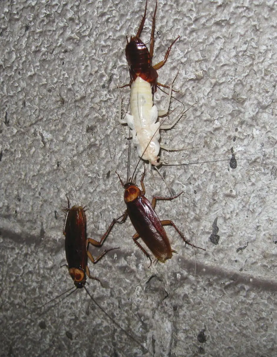American cockroaches on a wall, one freshly molted and pale