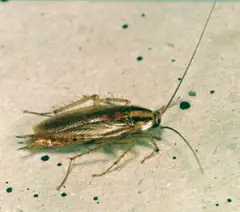 German cockroach close-up showing the twin dark stripes behind its head