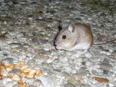 House mouse feeding on walnuts at night