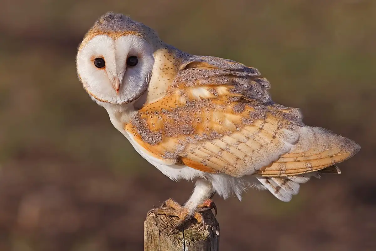 Barn owl perched on a post at golden hour