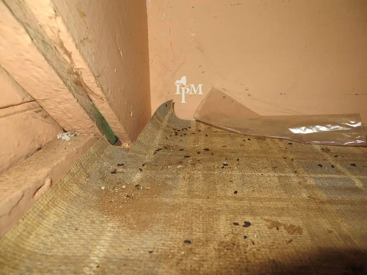 Mouse droppings scattered along a wall and floor edge