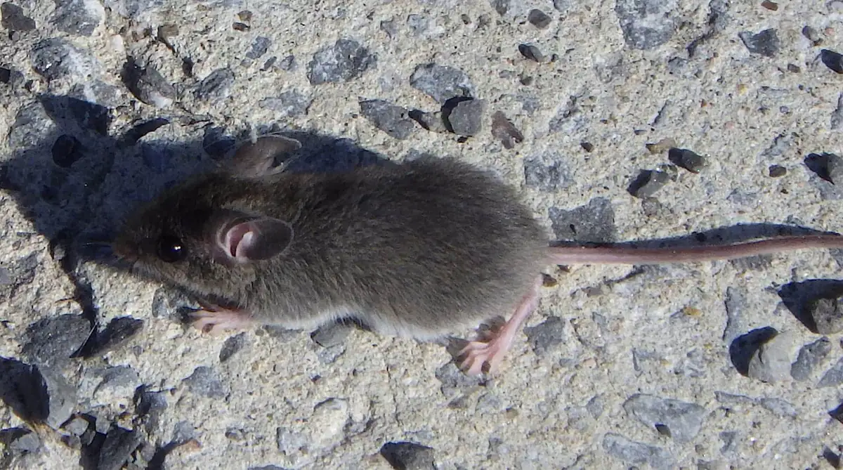House mouse on concrete outdoors