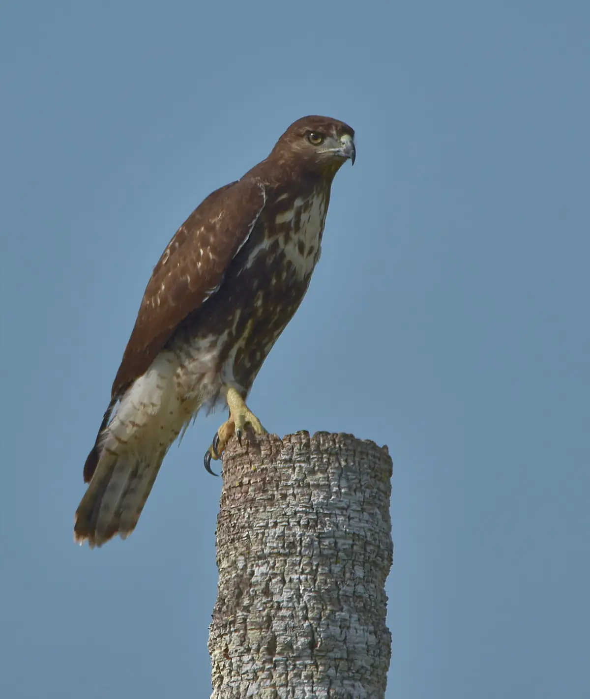 Red-tailed hawk perched on a stump, scanning for prey