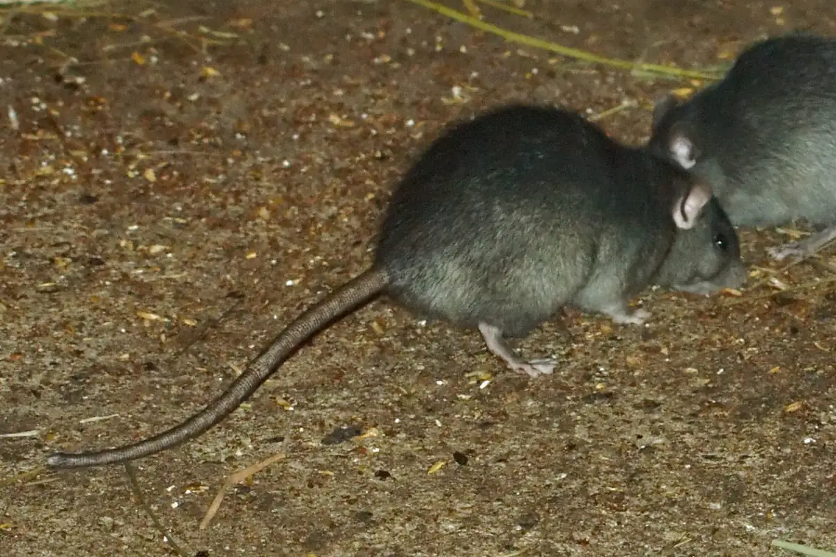 Two roof rats foraging on the ground at night