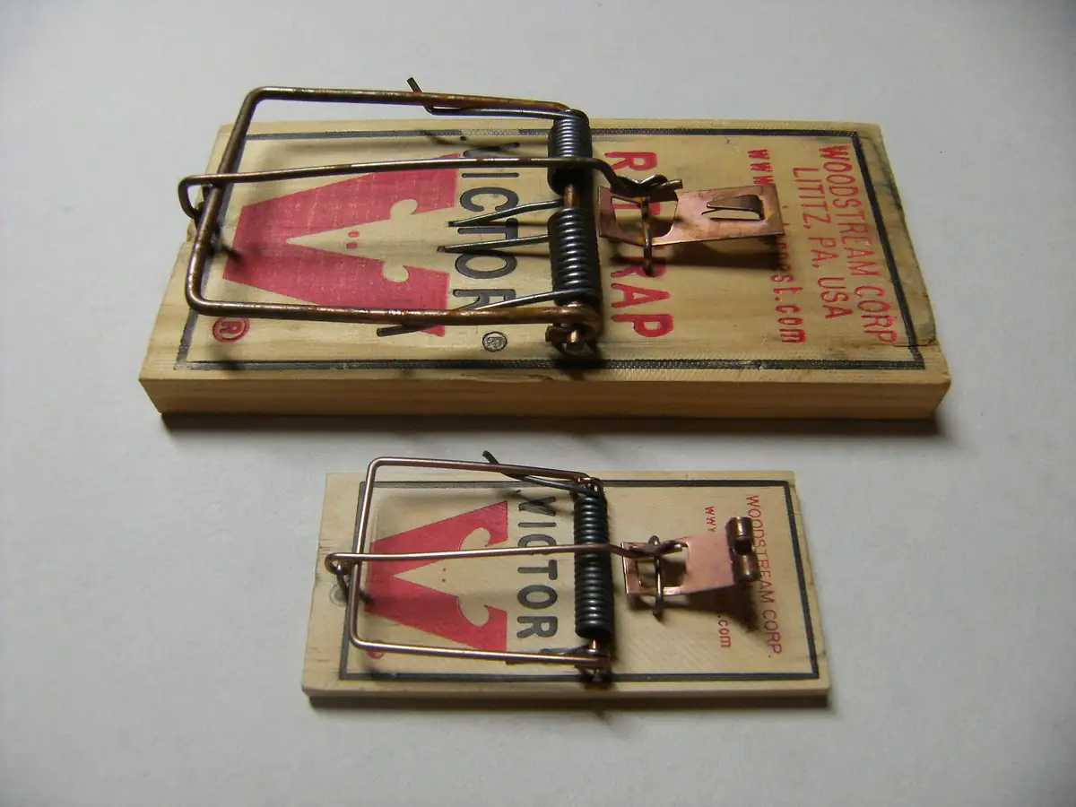 Rat-size snap trap above a mouse-size trap showing the scale difference