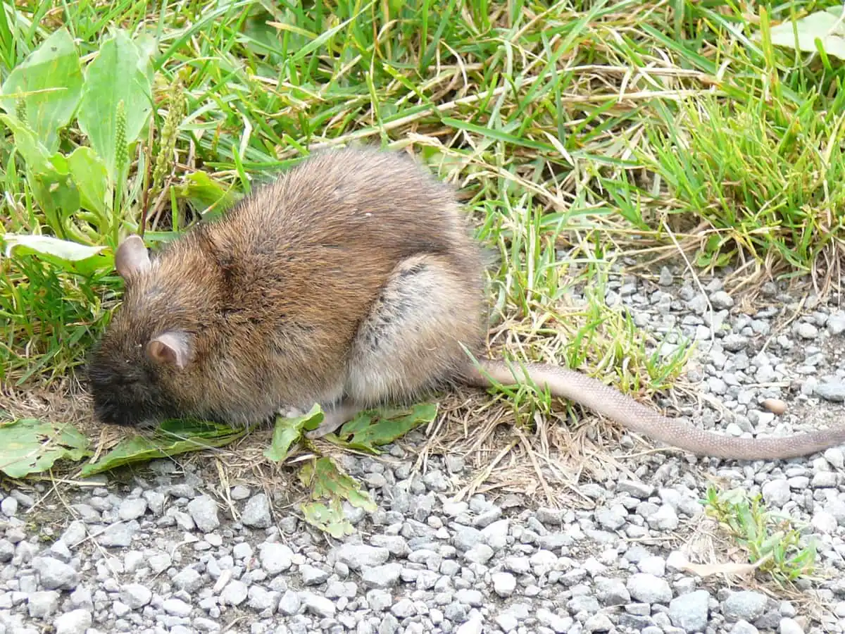 Norway rat foraging at the edge of grass and gravel