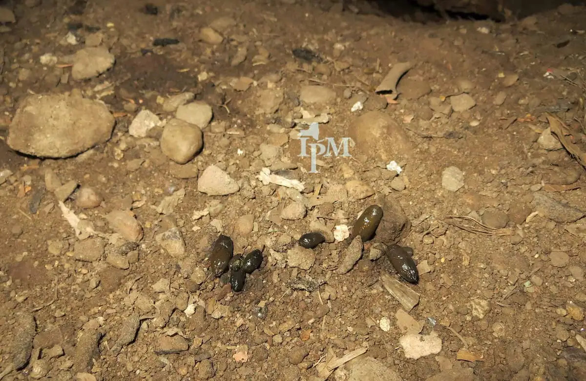 Norway rat droppings on soil and small stones