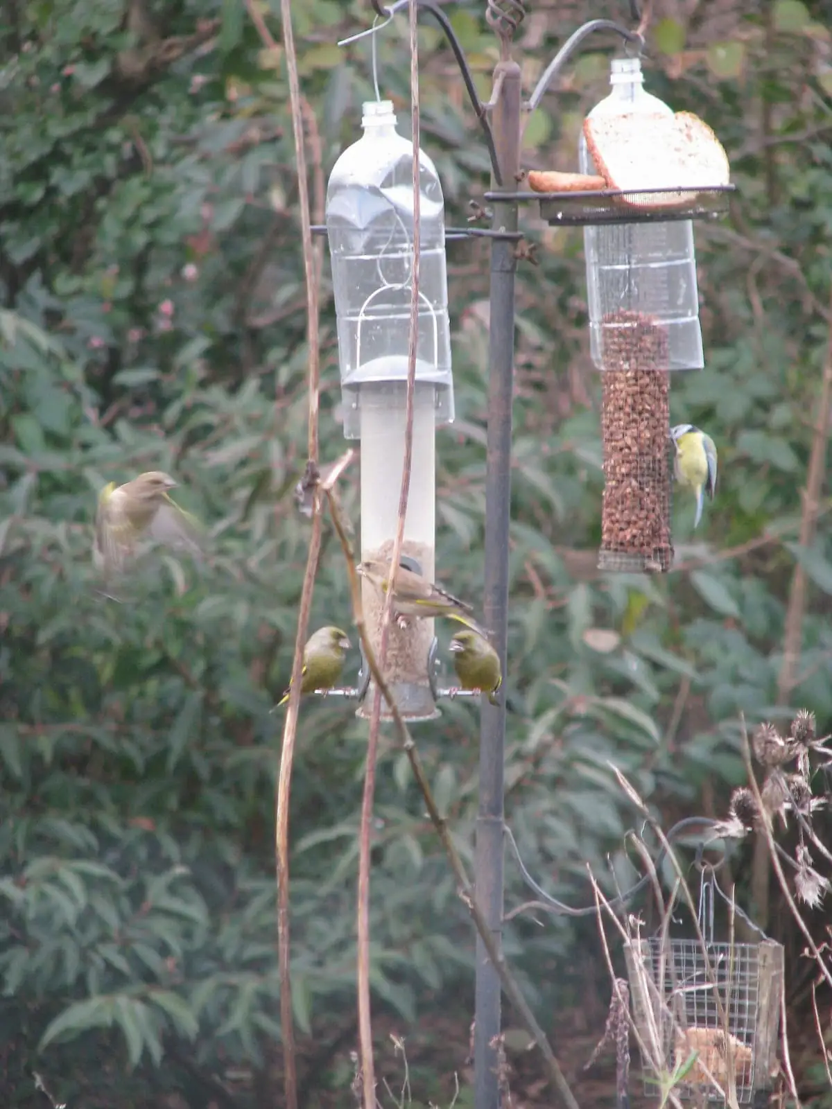Songbirds feeding undisturbed at tube feeders on a garden station