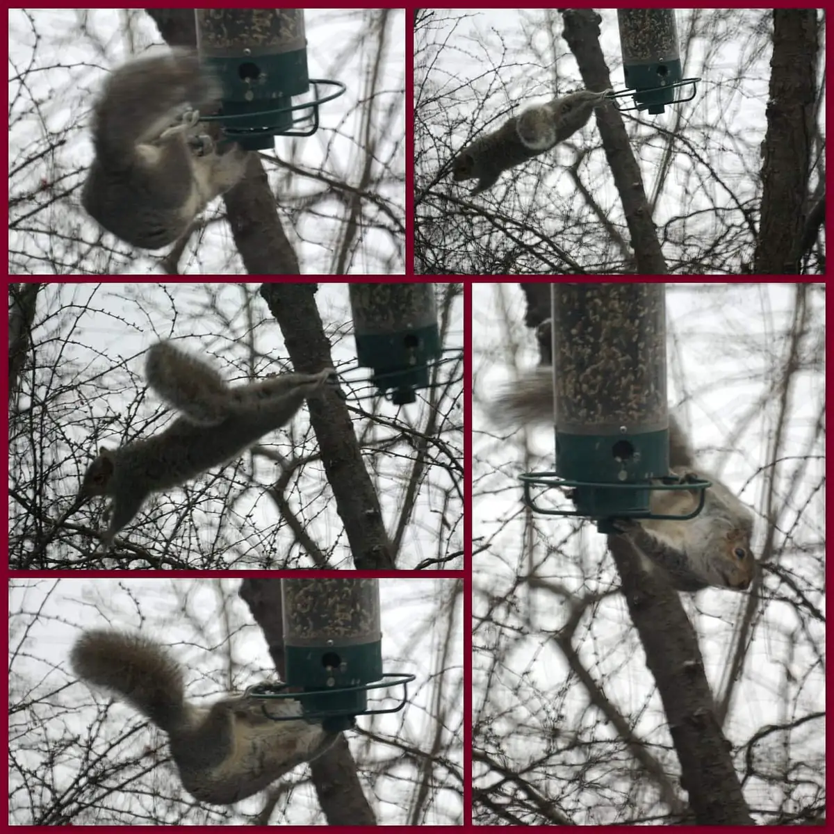 Gray squirrel performing acrobatics to raid a hanging bird feeder
