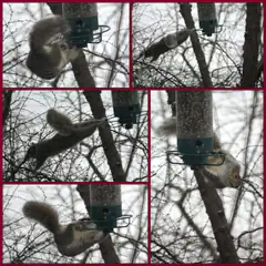 Gray squirrel performing acrobatics to raid a hanging bird feeder