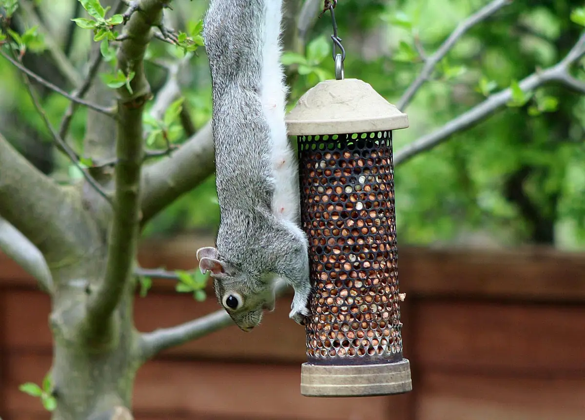Gray squirrel hanging upside down to reach a peanut feeder, showing the problem