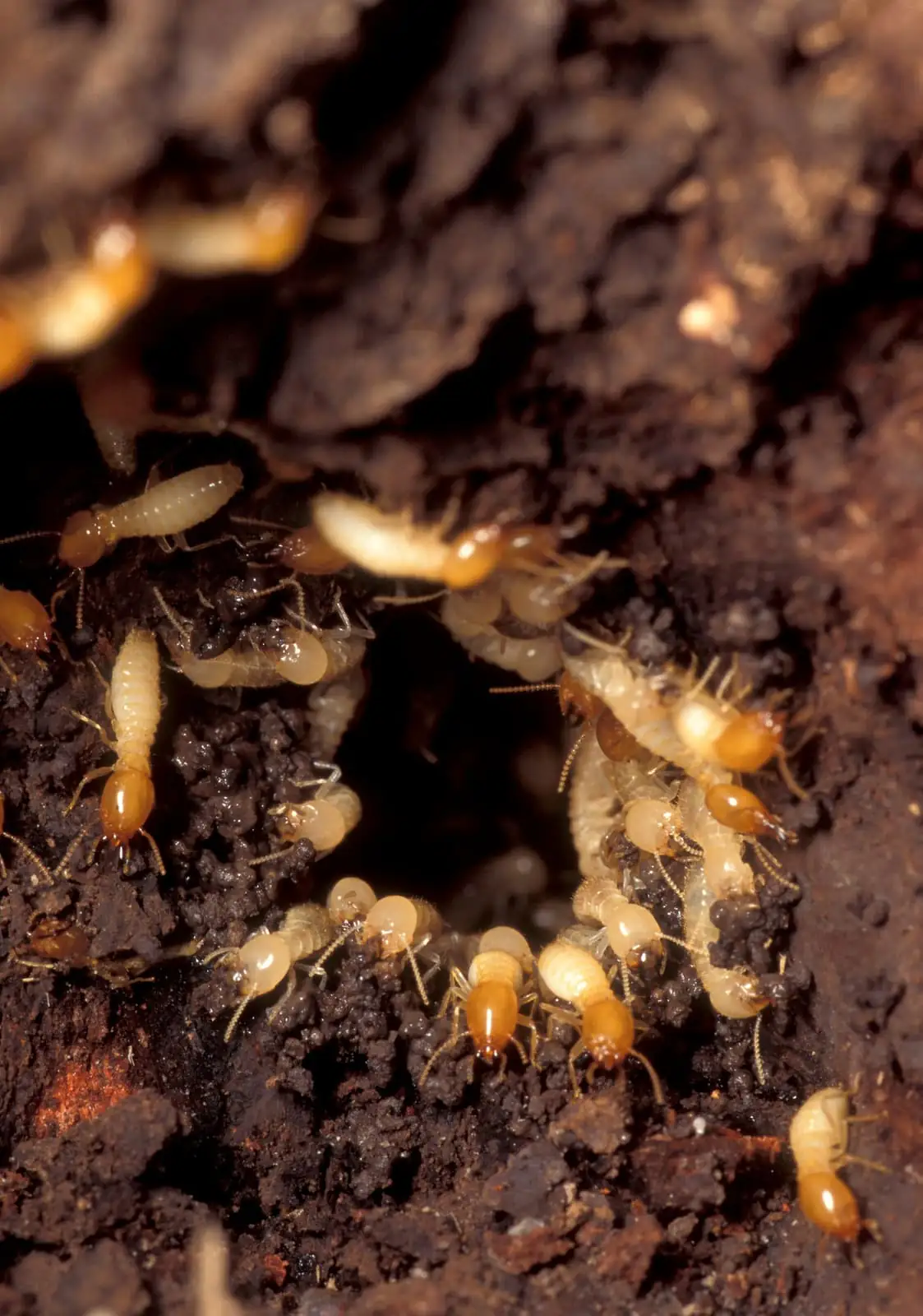 Pale termite workers massed in dark nest galleries