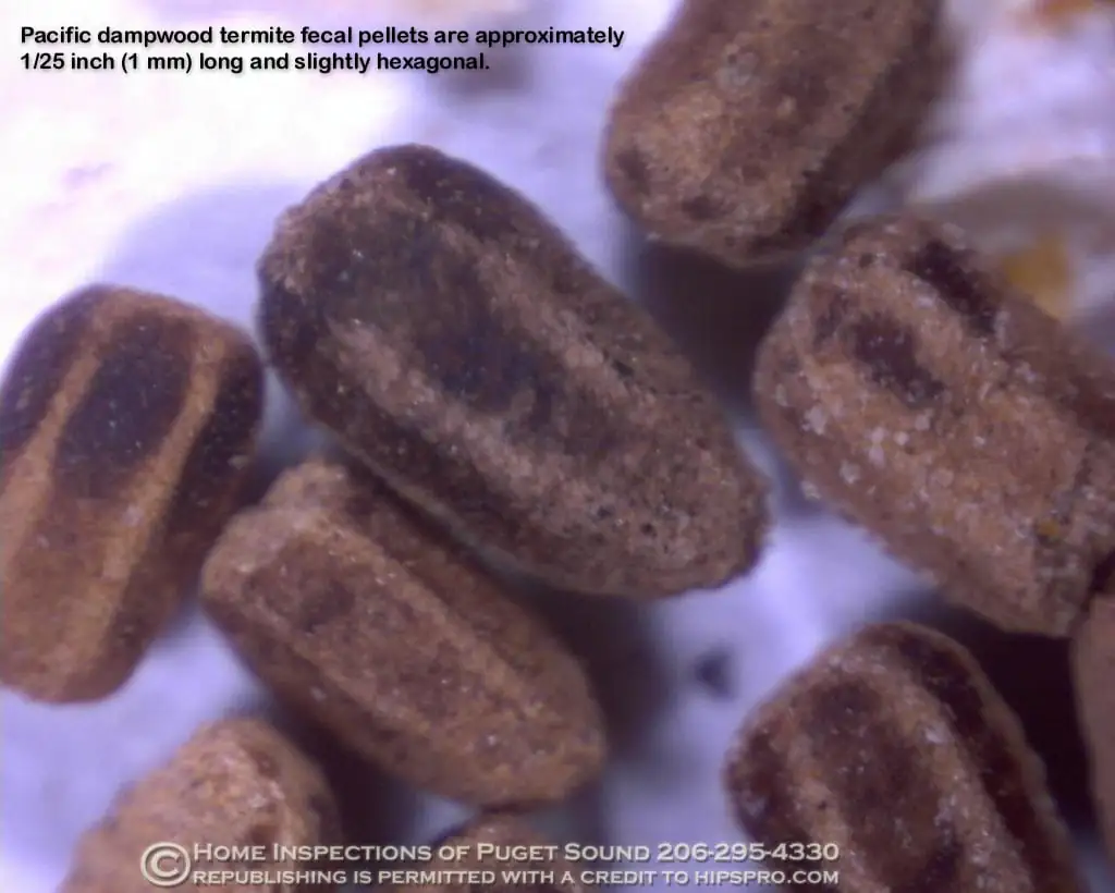 Dampwood termite fecal pellets under magnification with size markings