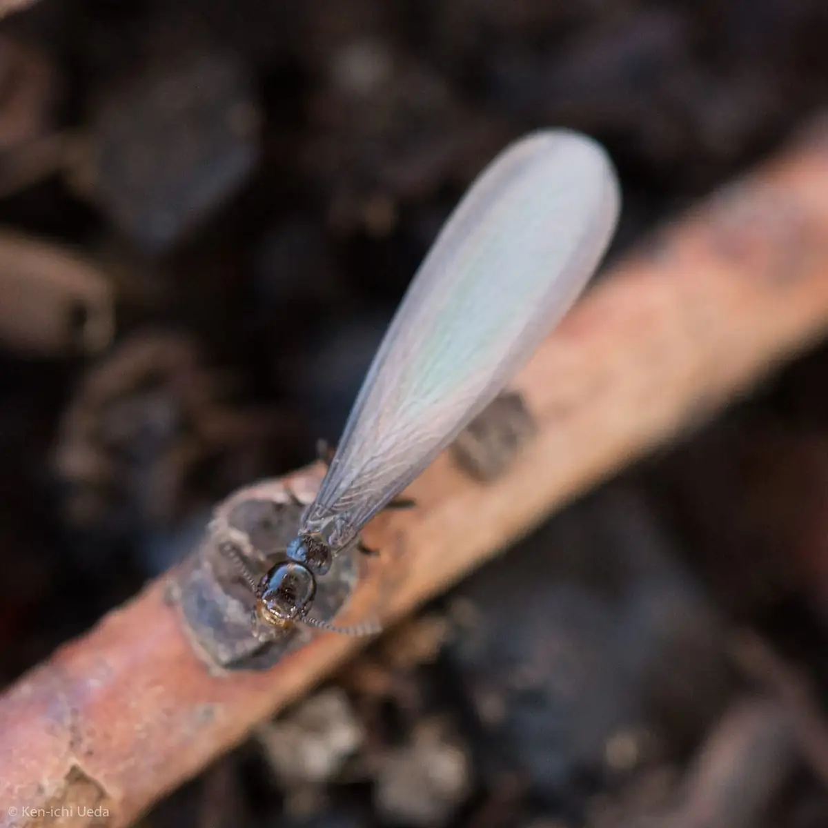 Winged western subterranean termite swarmer close up