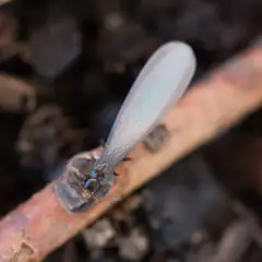 Winged western subterranean termite swarmer close up
