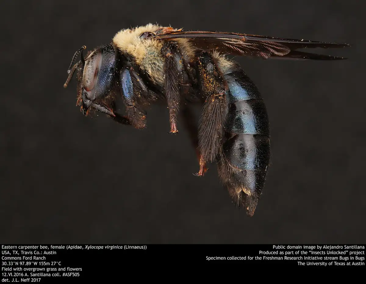 Female eastern carpenter bee with shiny black abdomen