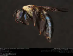 Female eastern carpenter bee with shiny black abdomen