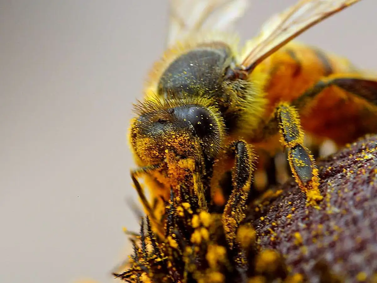 Honeybee worker dusted with yellow pollen while foraging on a flower