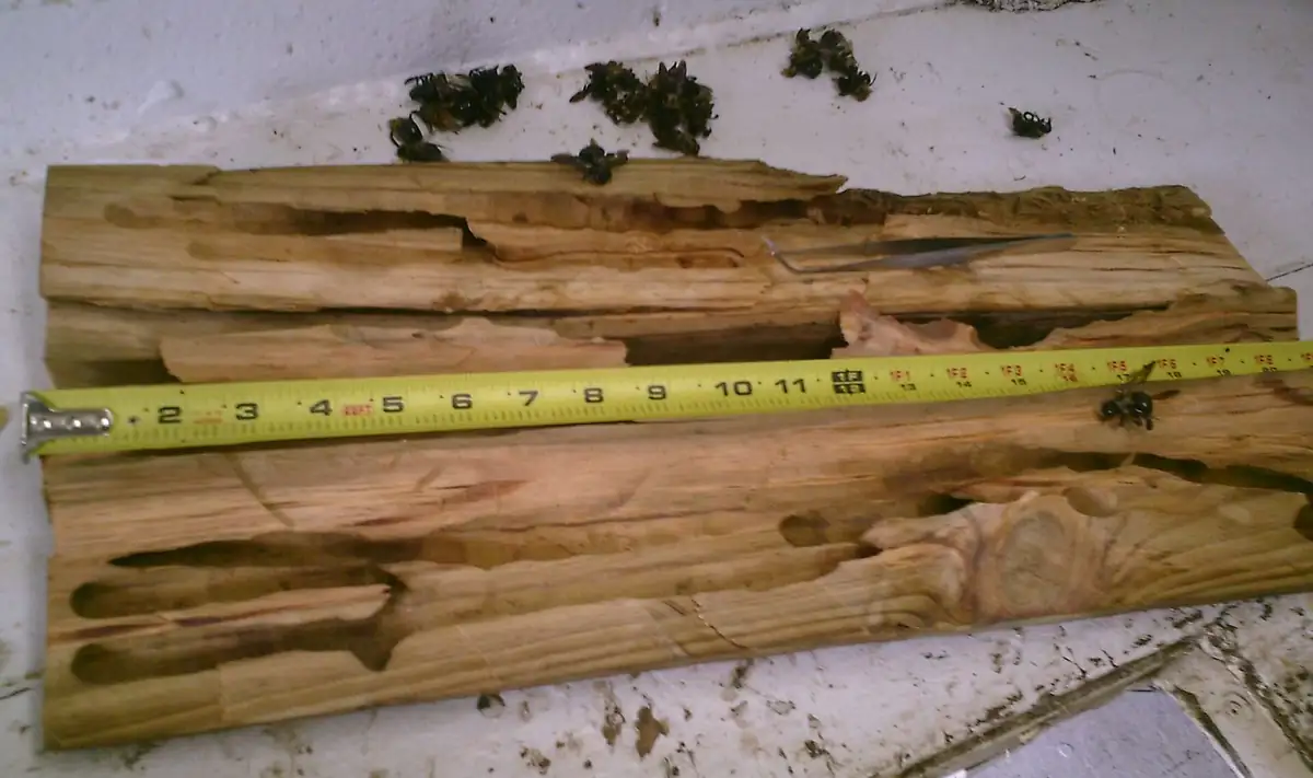 Split timber opened to show long carpenter bee galleries with a tape measure for scale