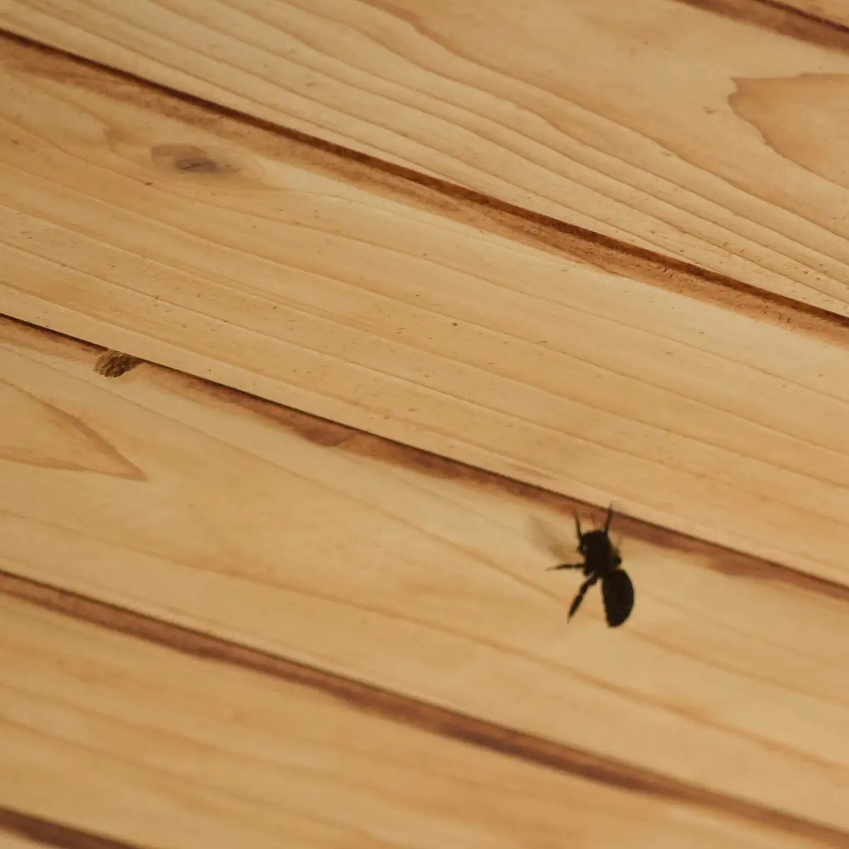 Dark carpenter bee in flight beside a round entry hole in pale wood siding