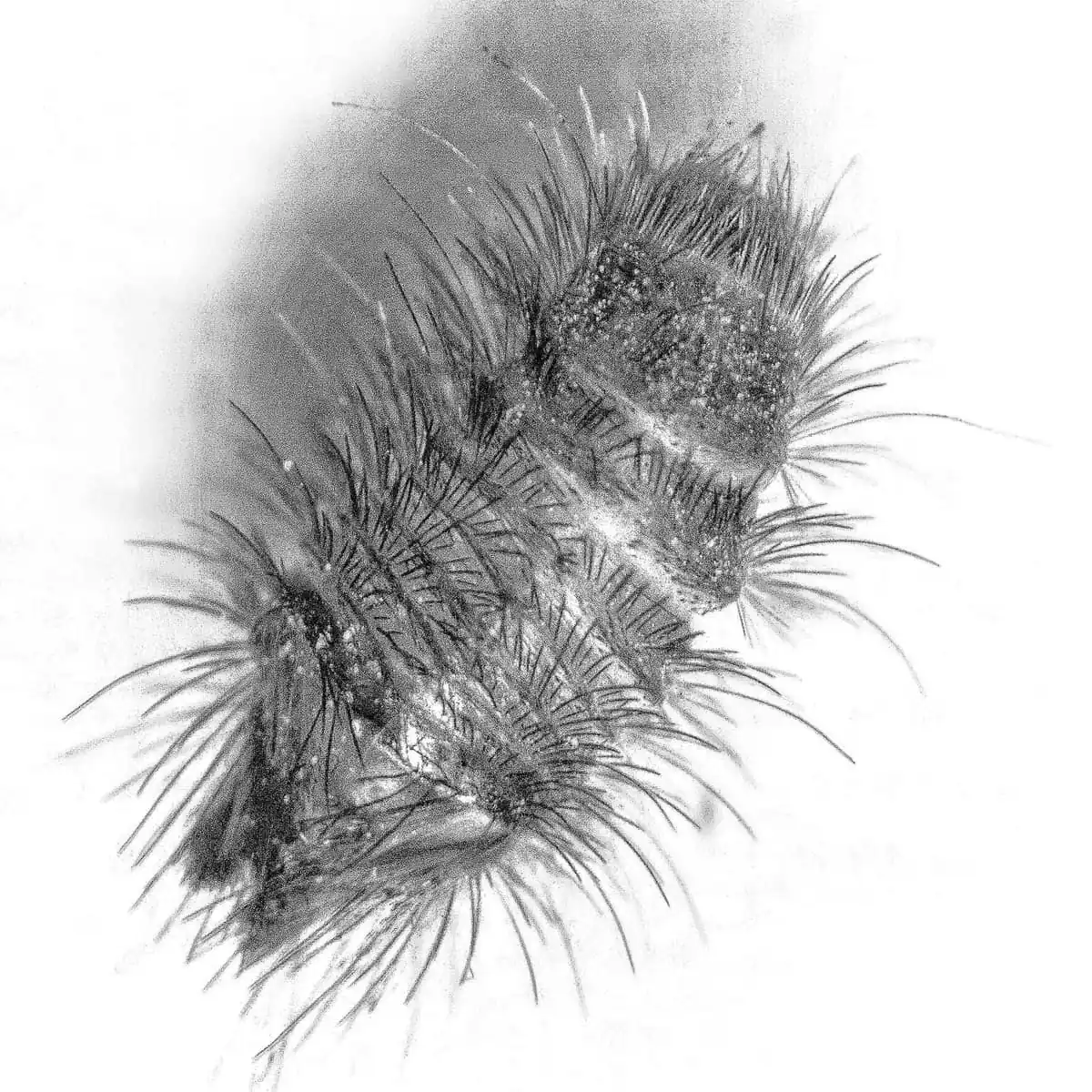 Microscope view of barbed larval hairs that cause carpet beetle dermatitis