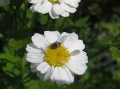 Varied carpet beetle adult resting on a white flower