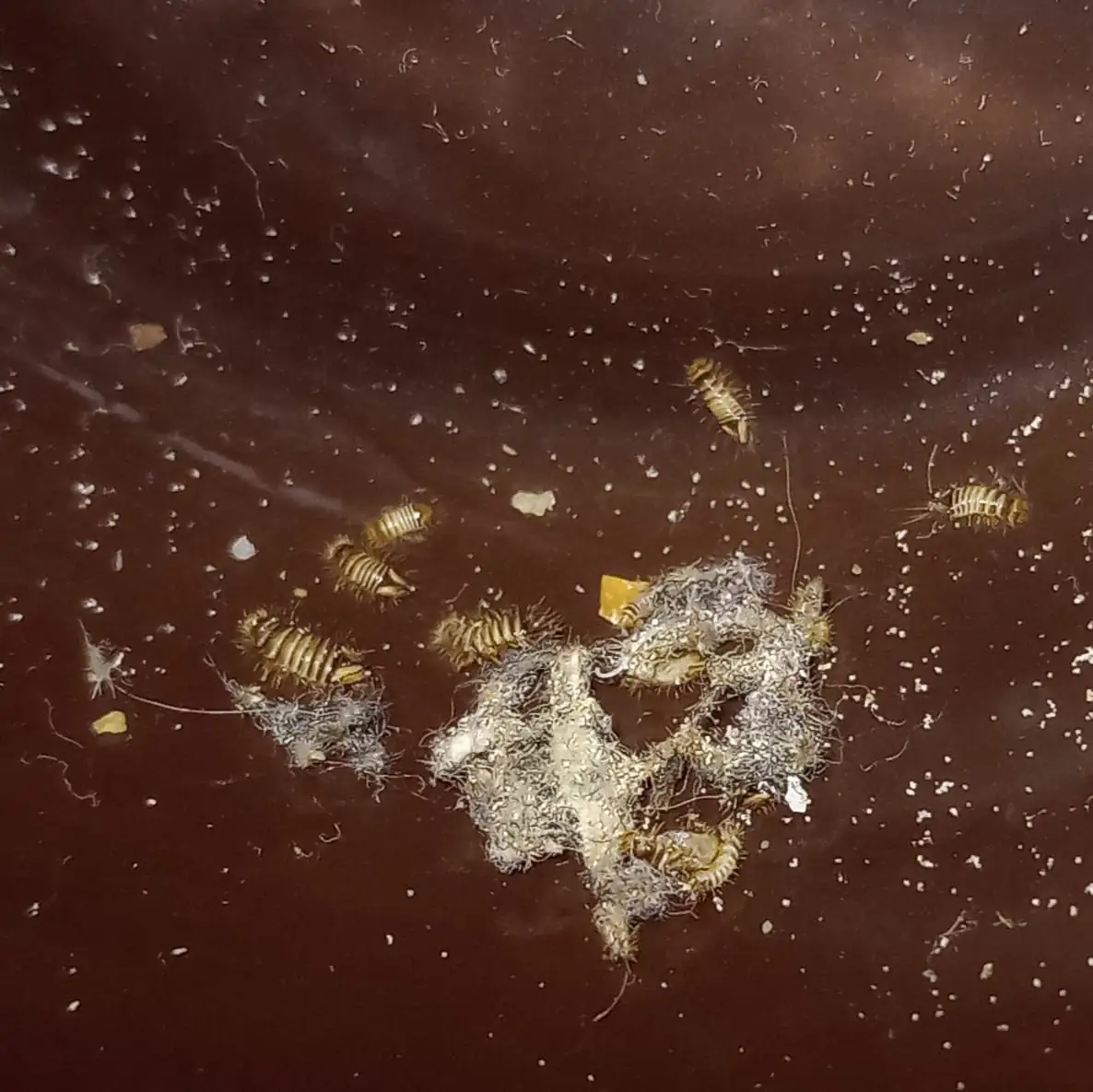 Several bristly carpet beetle larvae among lint and debris