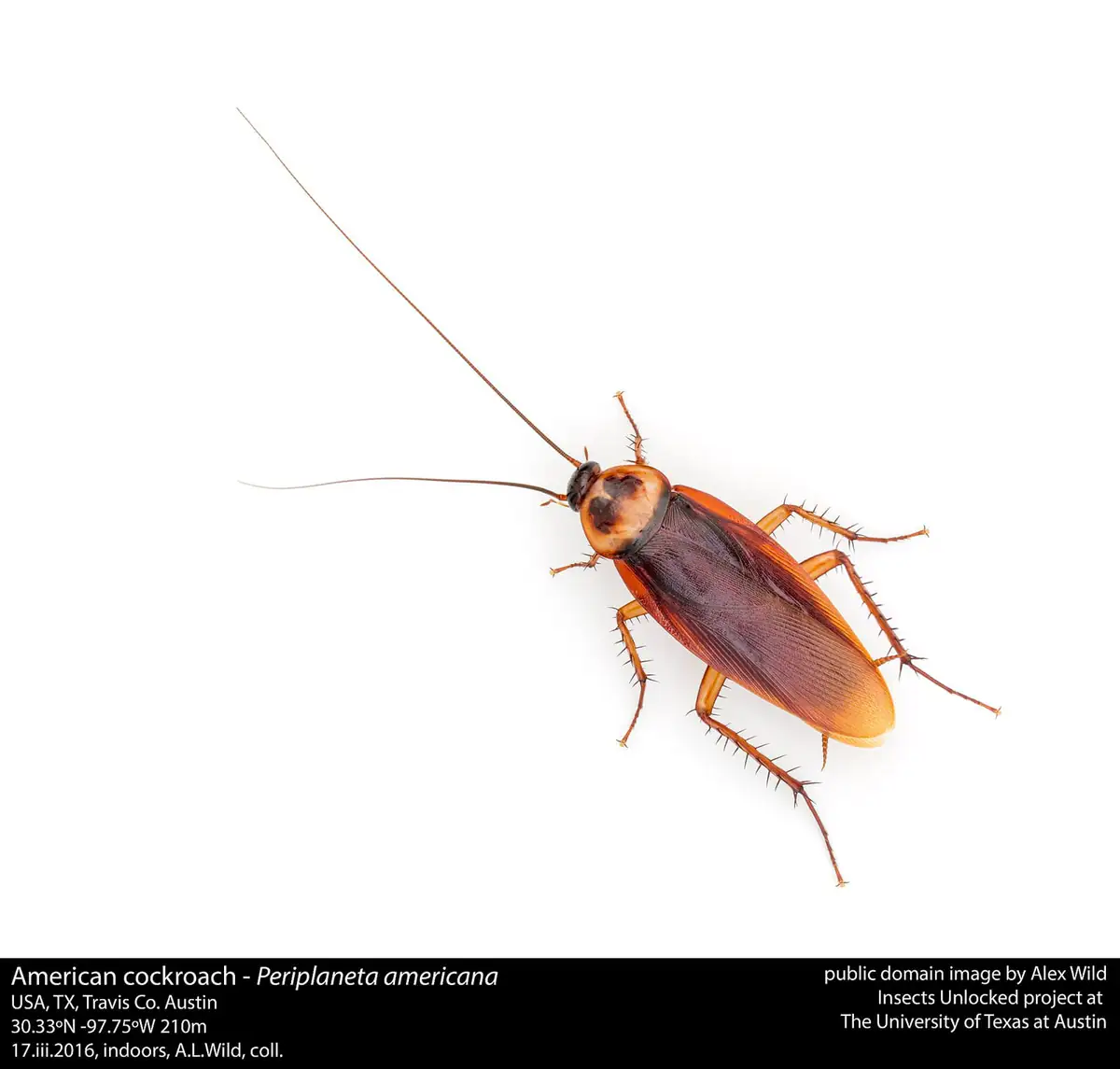 American cockroach specimen showing size and shape