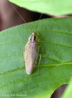 Adult German cockroach showing twin dark stripes