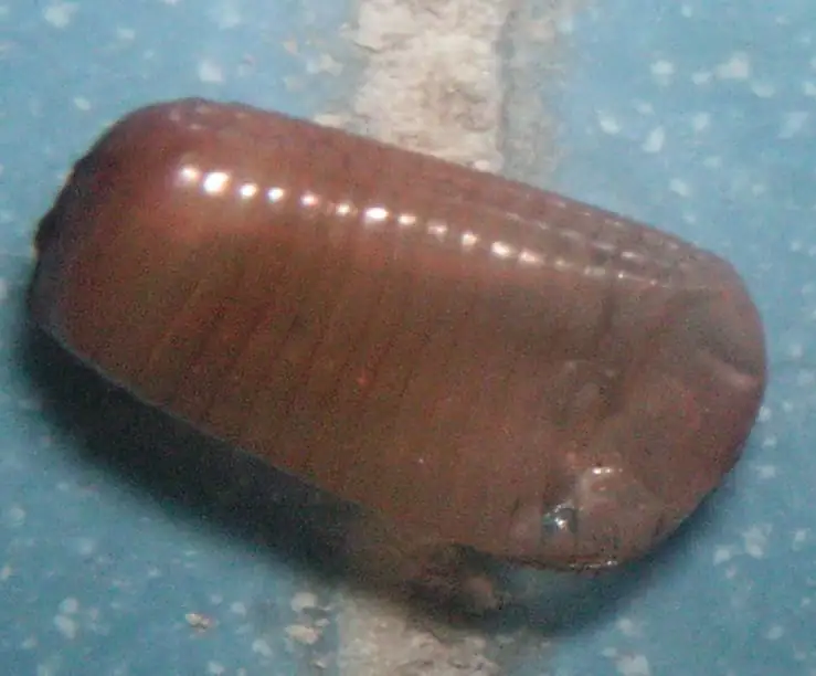 Hatched German cockroach egg case under magnification