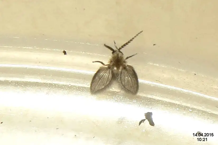 Fuzzy moth-like drain fly resting on a smooth surface