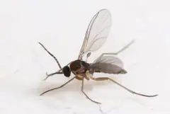 Dark-winged fungus gnat close-up showing long legs and narrow wings