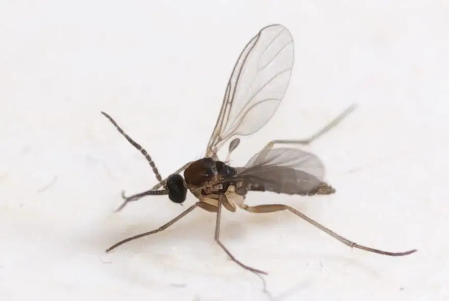 Dark-winged fungus gnat close-up showing long legs and narrow wings