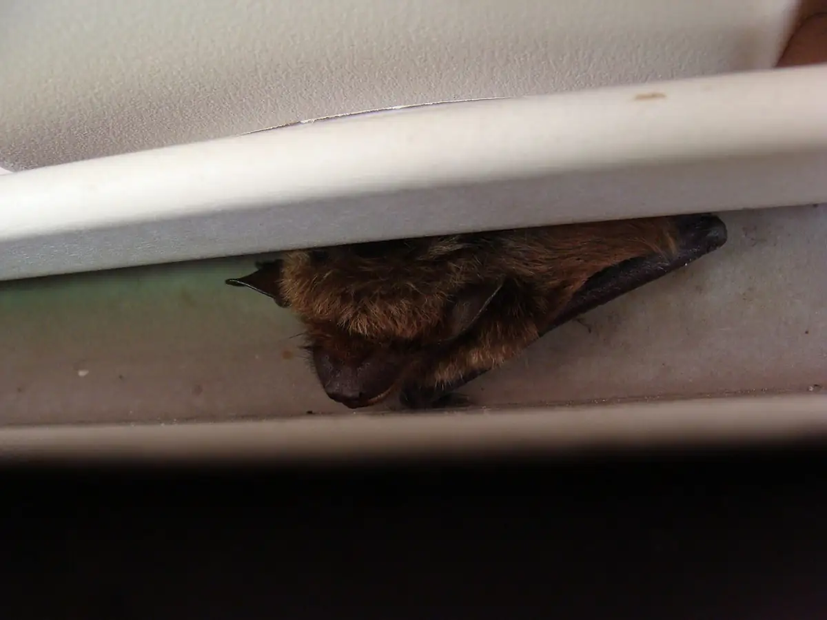Bat roosting under a house eave