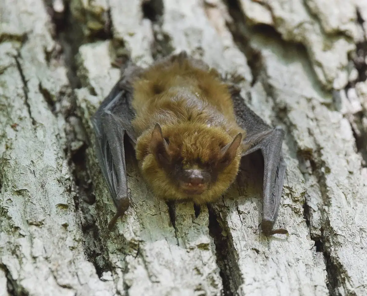 Little brown bat roosting in daylight after disturbance