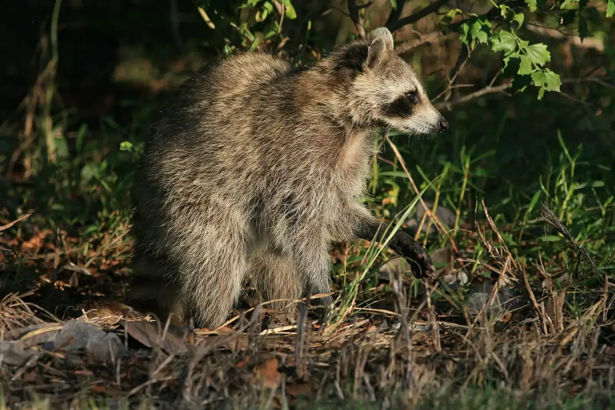 Raccoon in a Florida state park