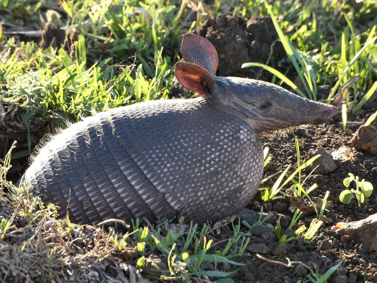 Nine-banded armadillo beside freshly dug soil near brushy cover